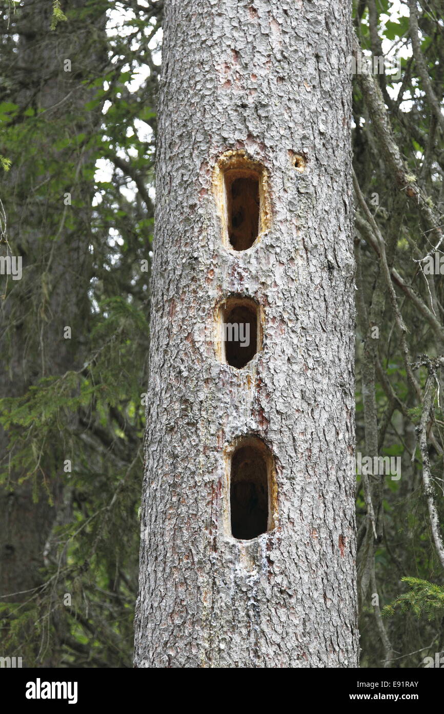 Woodpeckers work in a tree trunk Stock Photo