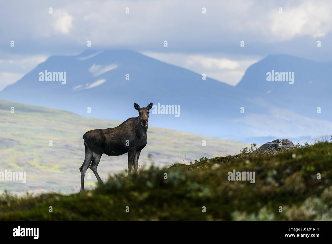 Female moose stares serenely before a mountain landscape Stock Photo