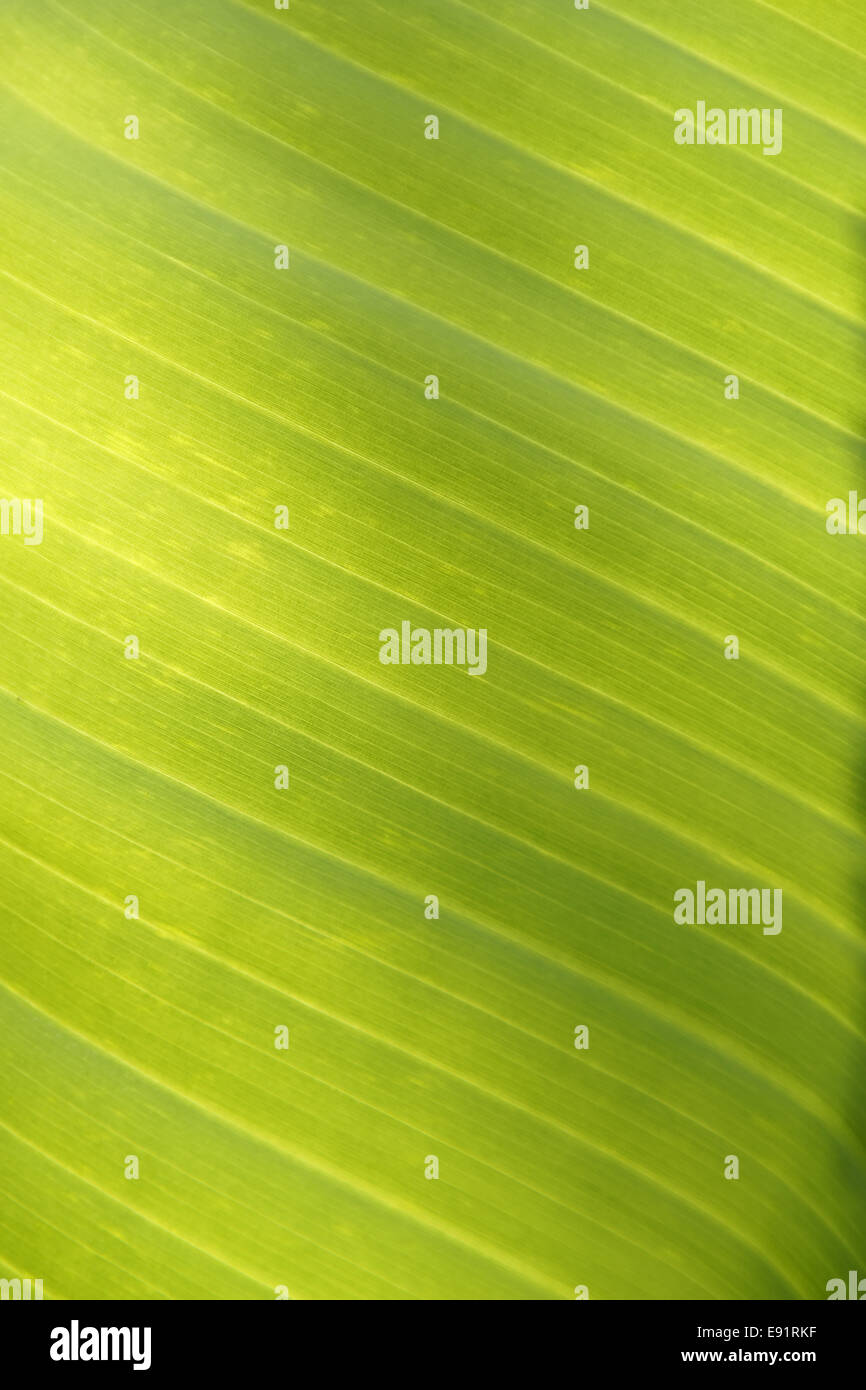 Structure of a leaf Stock Photo