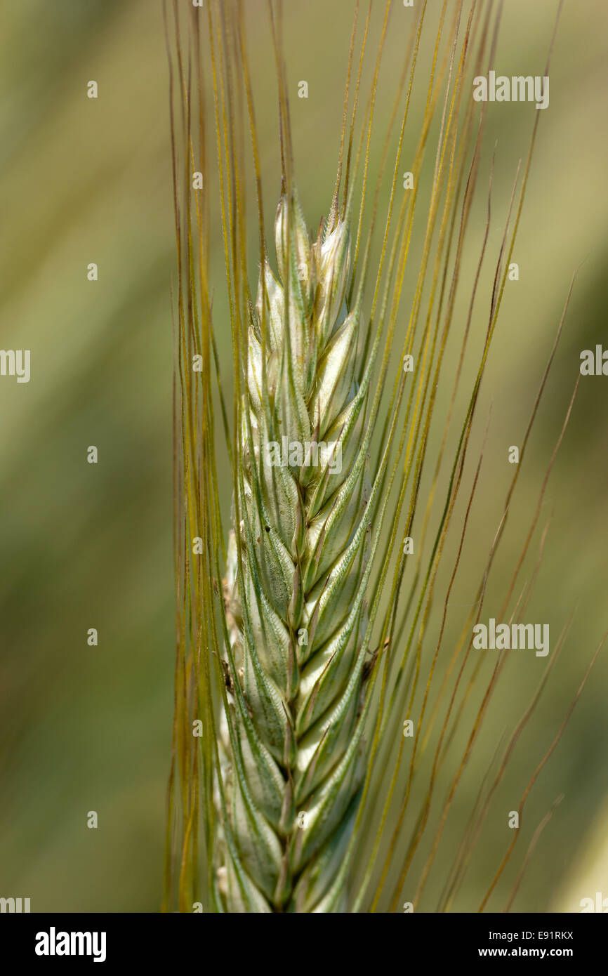 spica of barley Stock Photo