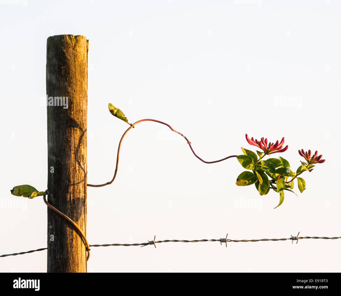 Vine with blossoming red flowers growing on a barbed wire fence Stock Photo