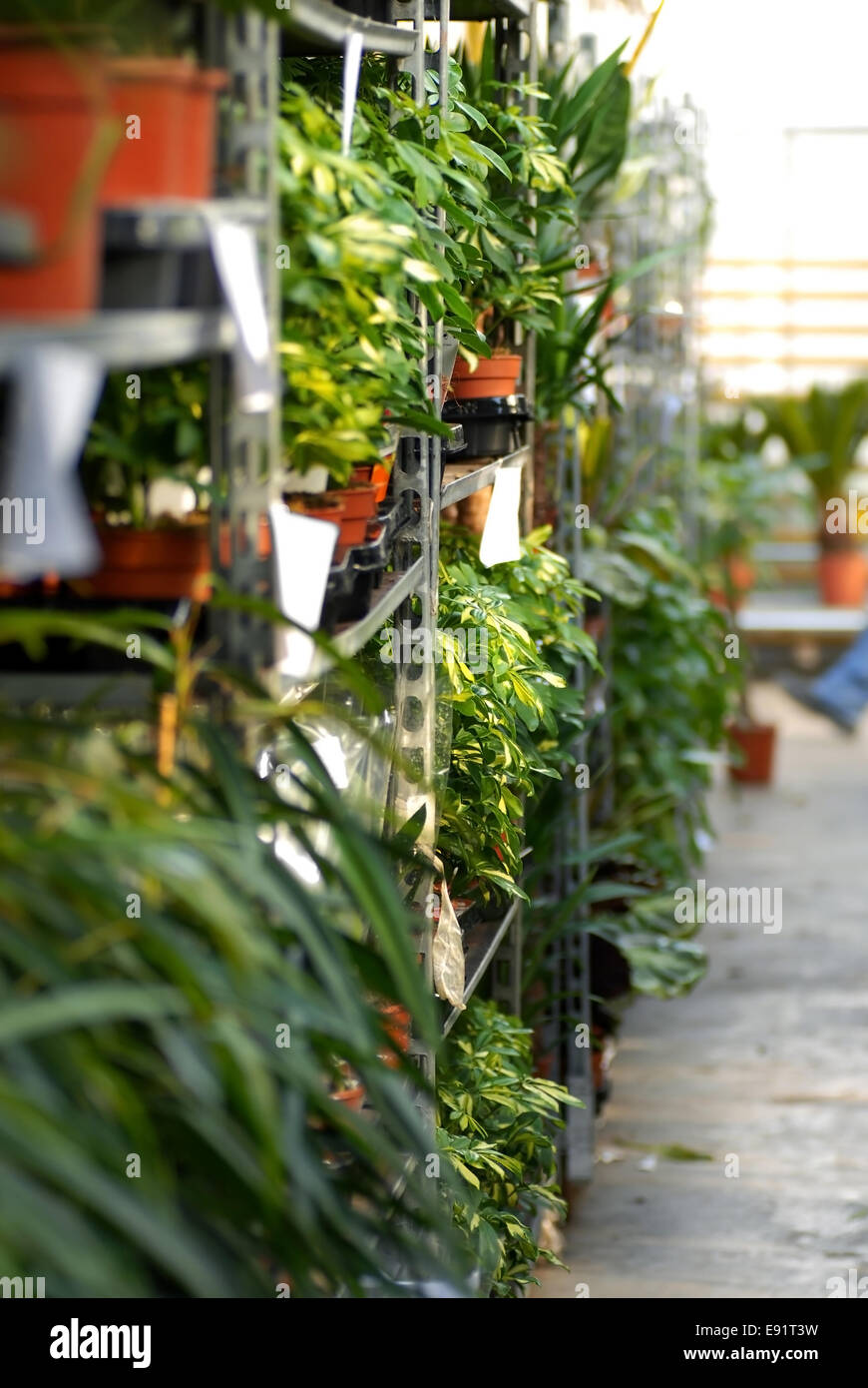 Plants in garden center Stock Photo - Alamy