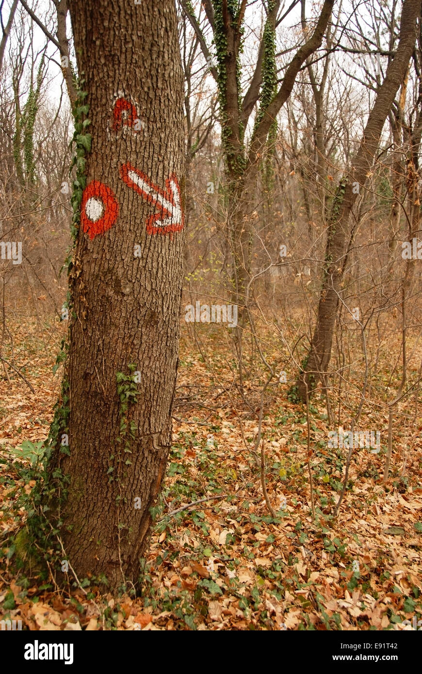 Tick tree hires stock photography and images Alamy
