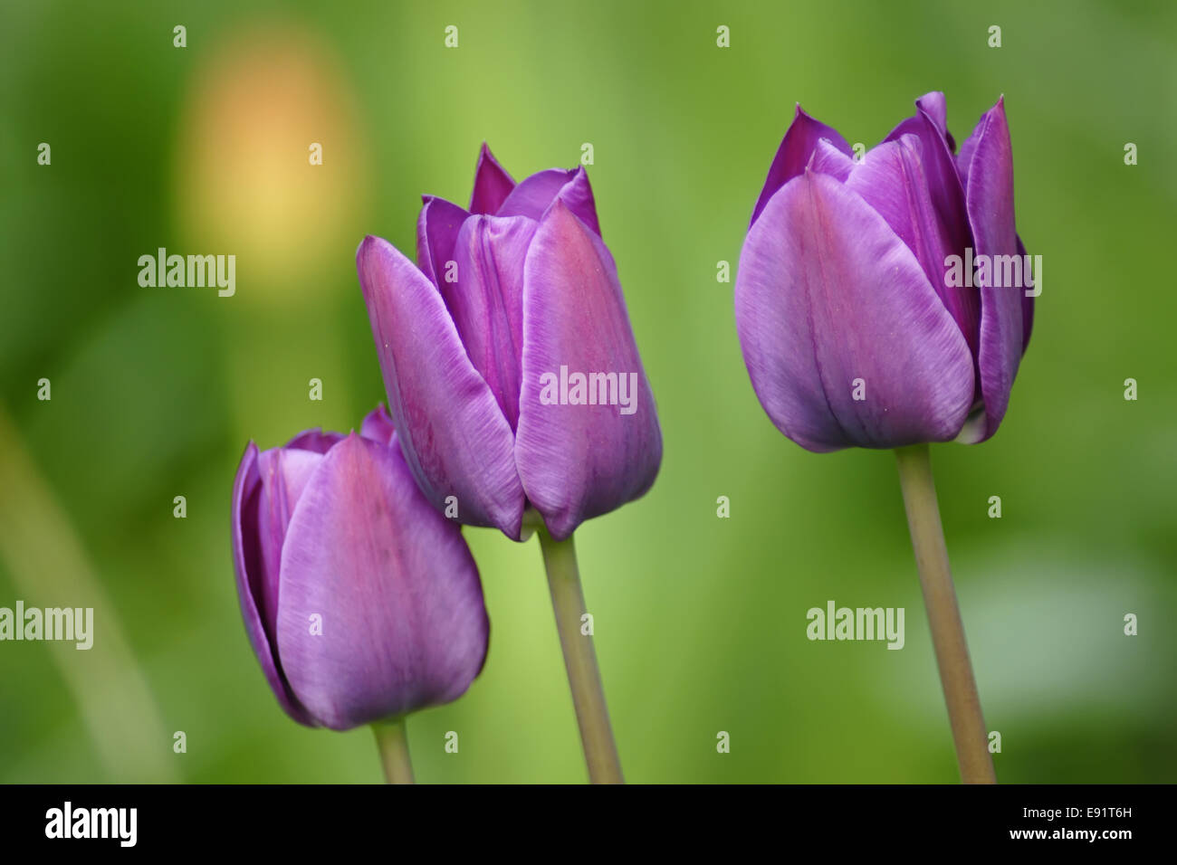 3 violet tulips Stock Photo