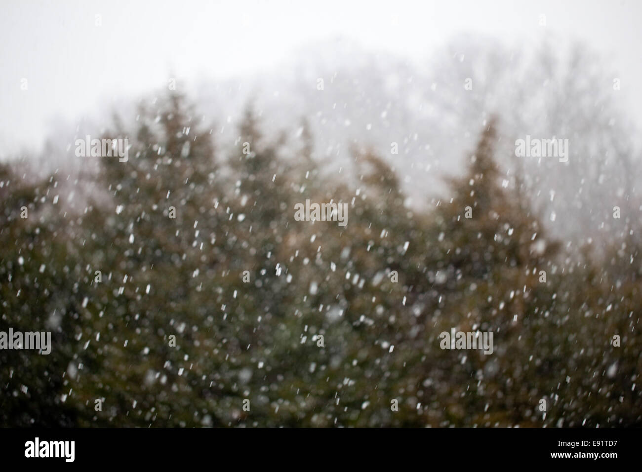 Snow falling in front of fir trees Stock Photo