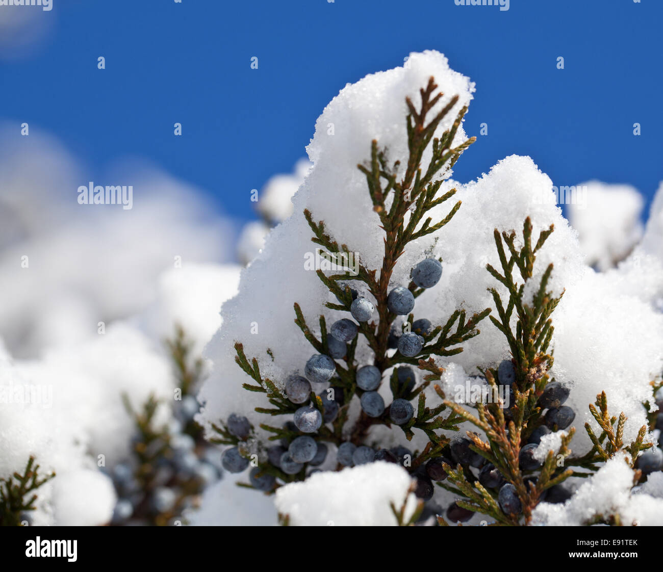 Snow falling on blue pine berries Stock Photo