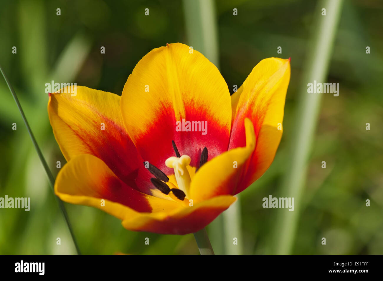 open tulip blossom Stock Photo