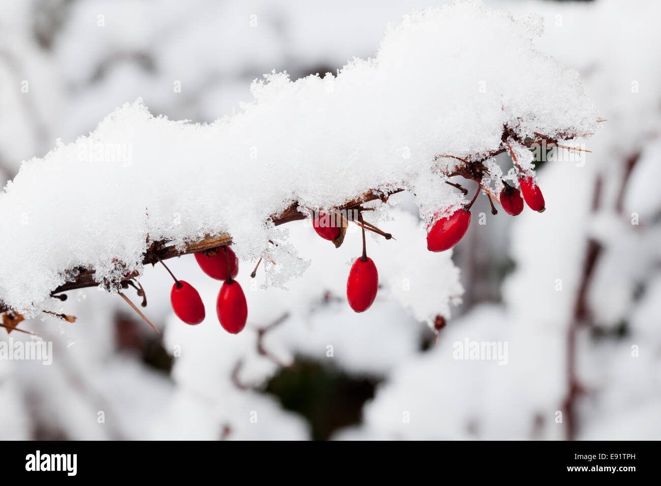 Snow falling on berberis berries Stock Photo