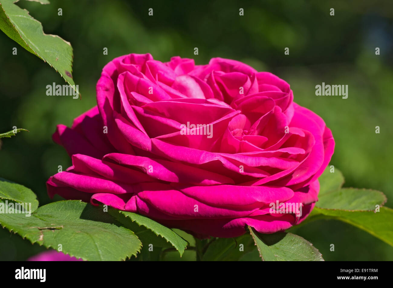 pink coloured rose Stock Photo - Alamy