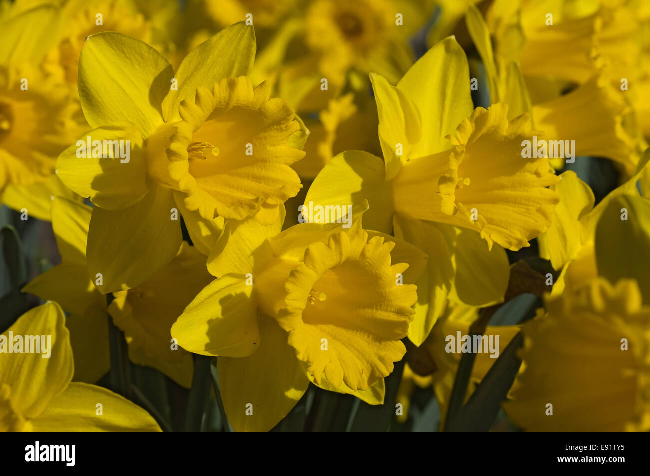 Narcissus Stock Photo - Alamy