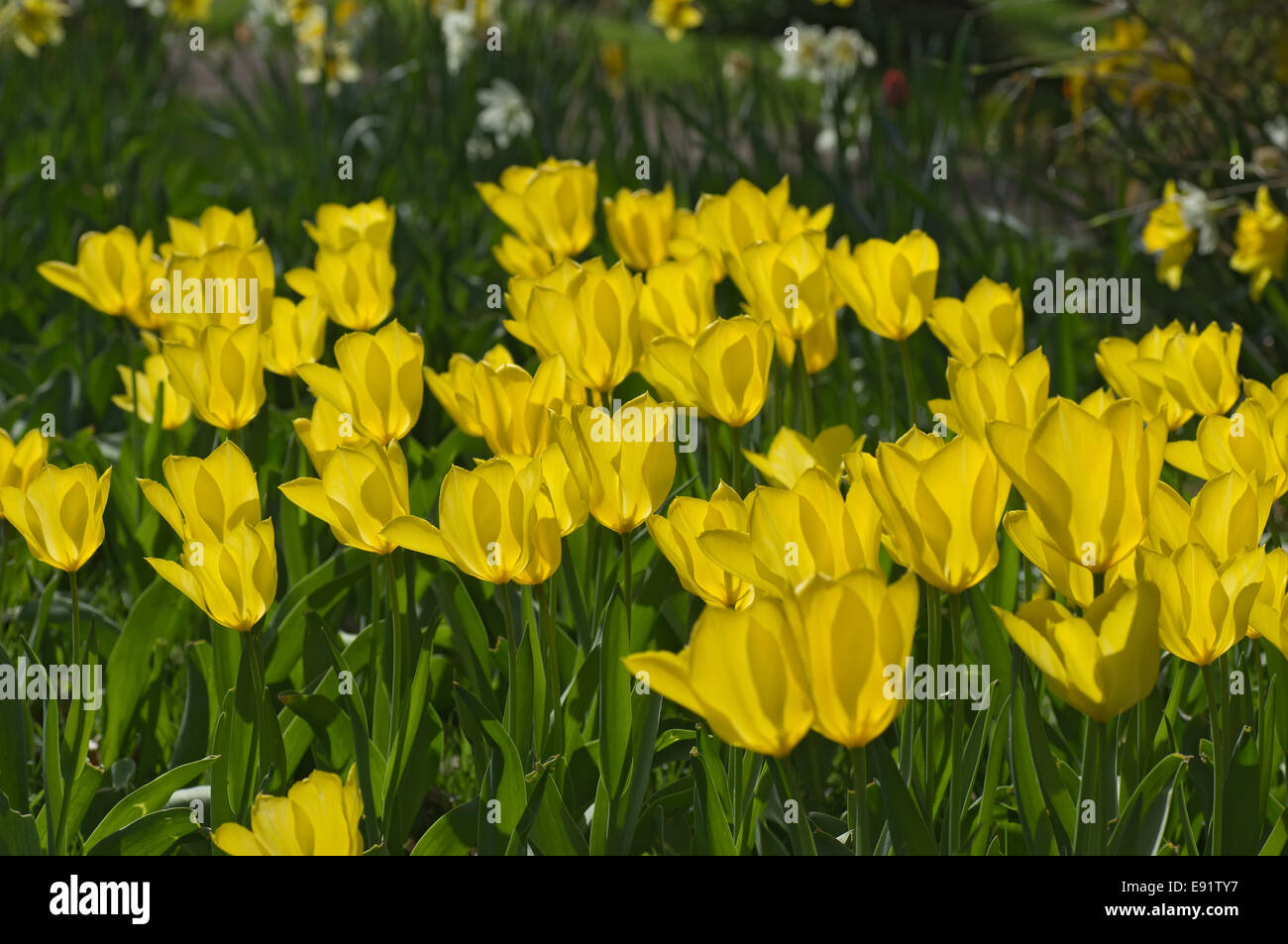 A flowerbed with yellow tulips Stock Photo - Alamy