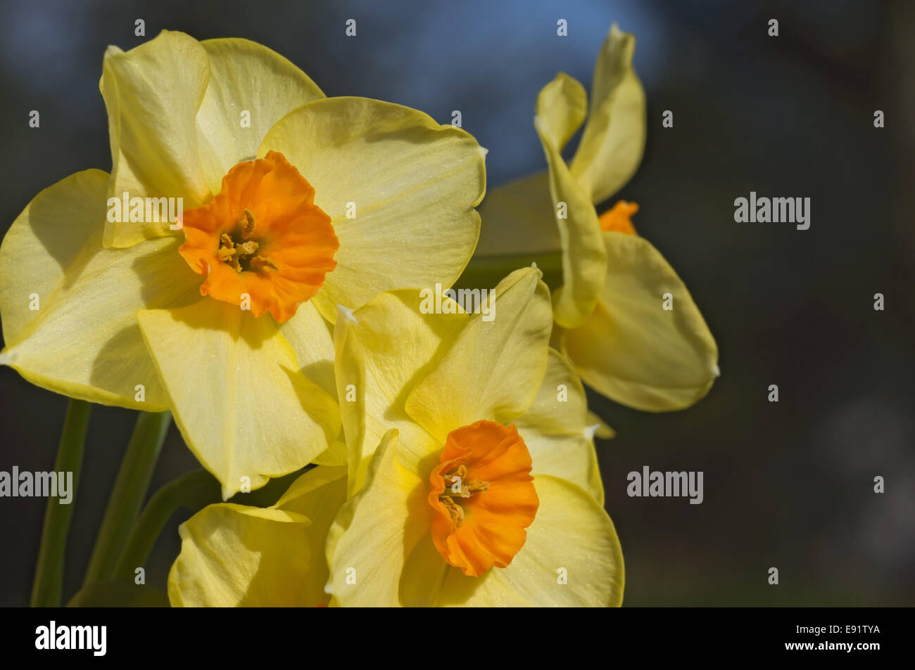 Narcissus Stock Photo - Alamy