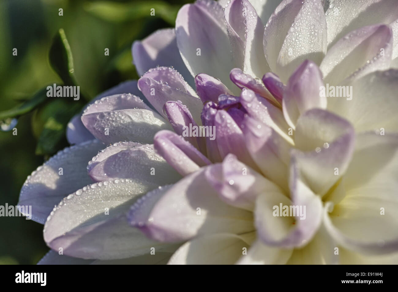 White-violet dahlia Stock Photo