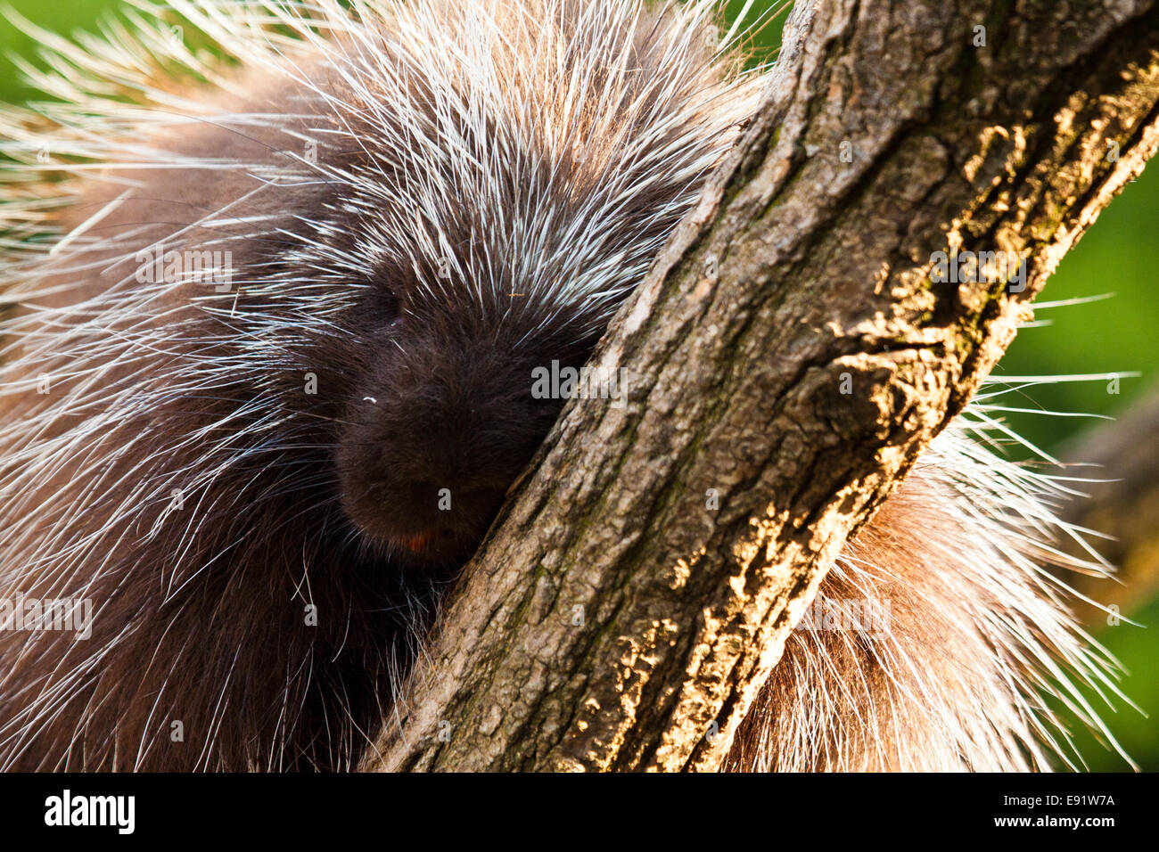 North american porcupine new mexico hires stock photography and images