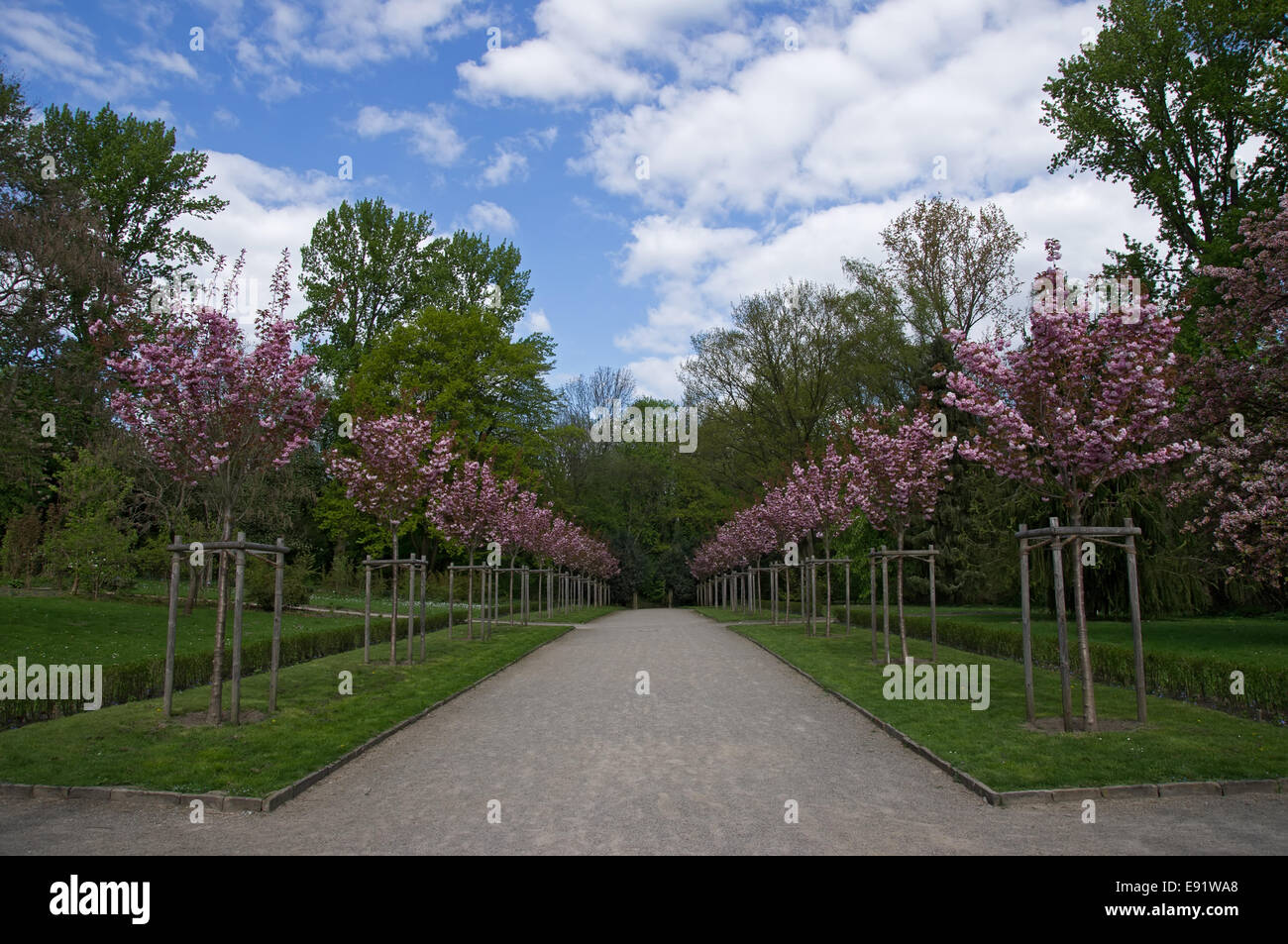 Alley with young flowering almond tree Stock Photo - Alamy
