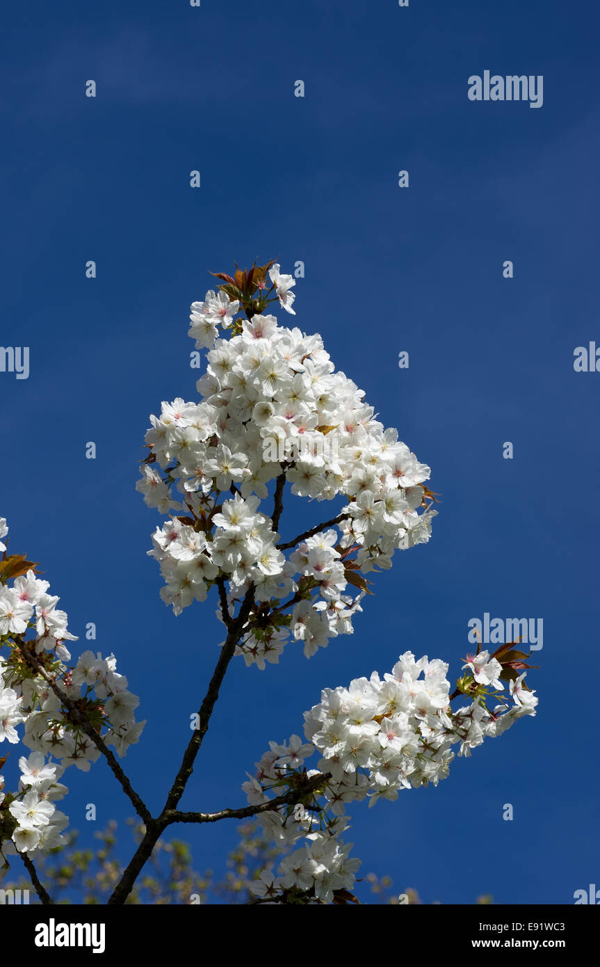 Blossom cherry tree on blue sky Stock Photo - Alamy