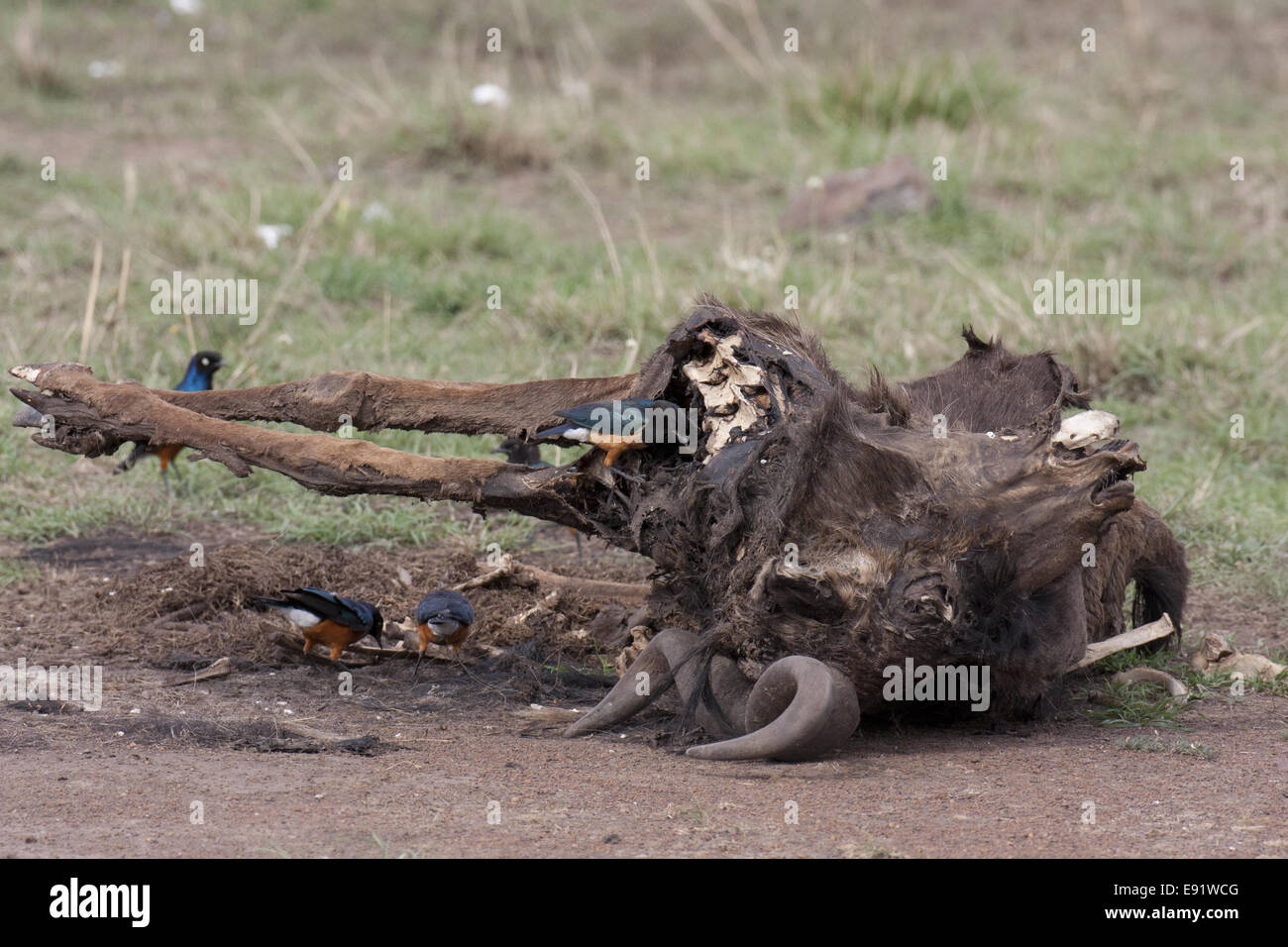 Superb Starlings on a Wildebeest carcass Stock Photo