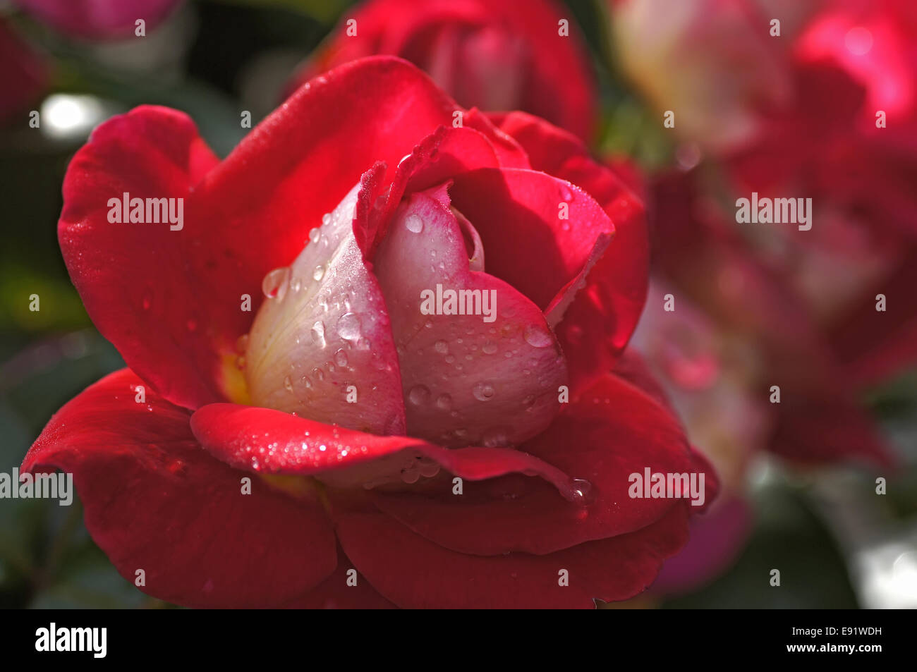 Red-white rose with raindrops Stock Photo