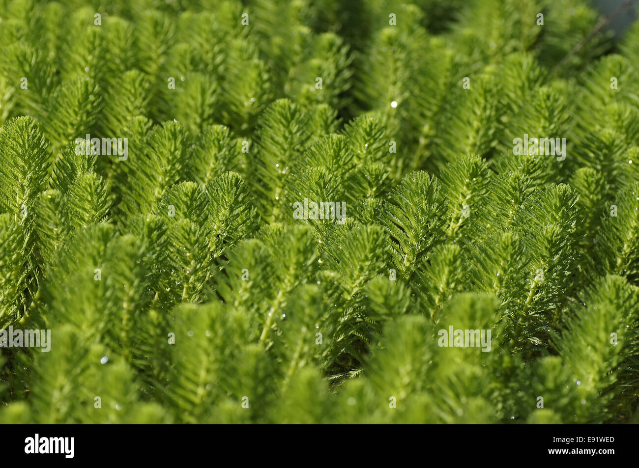 Green aquatic plants Stock Photo Alamy
