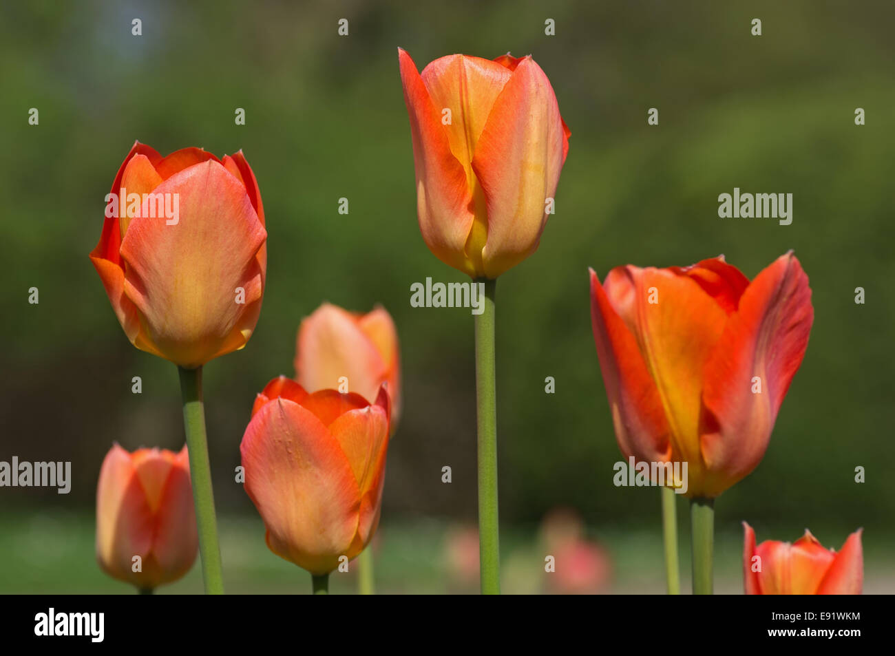 Orange-red tulips Stock Photo