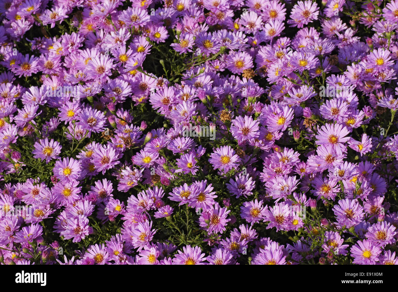 Violet aster ericoides Stock Photo
