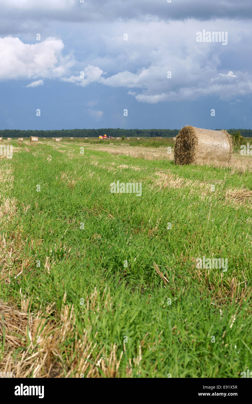 Round straw bales in the meadow Stock Photo Alamy