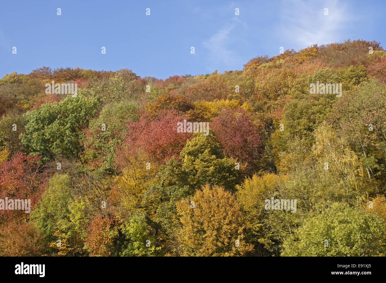 Autumn forest in front of blue sky Stock Photo - Alamy