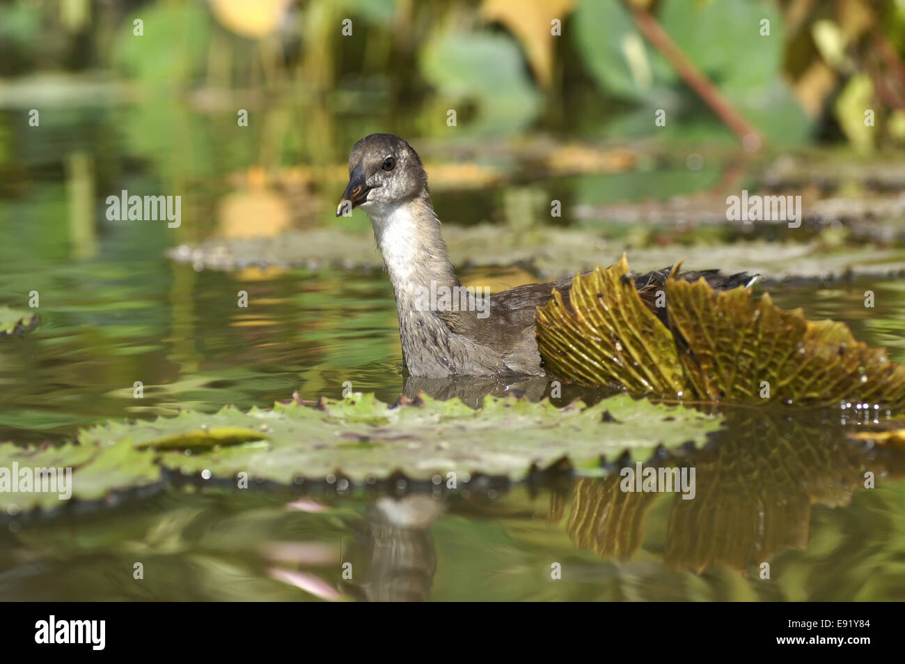 Jung bird in the pond Stock Photo