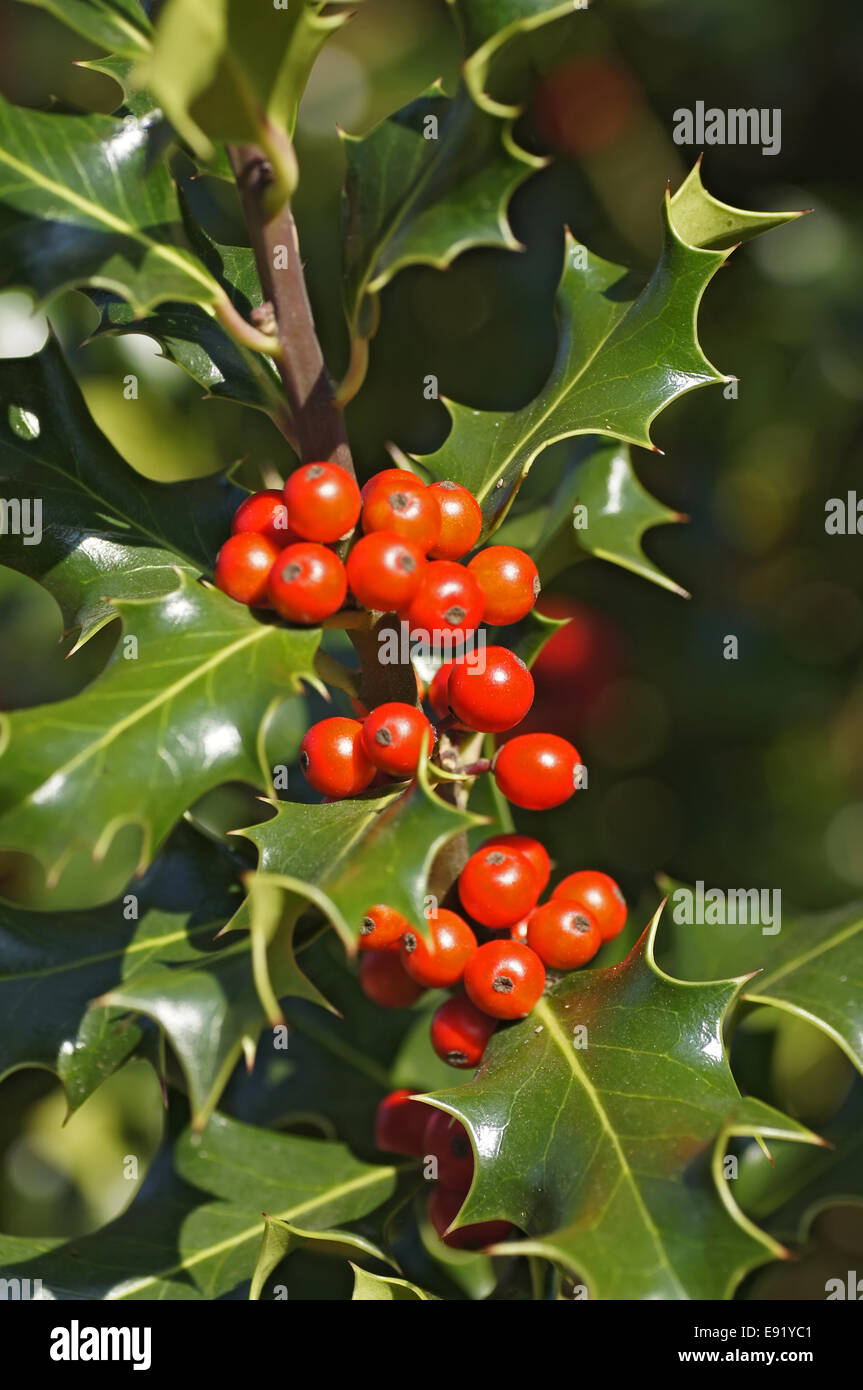 Holly with red fruits Stock Photo