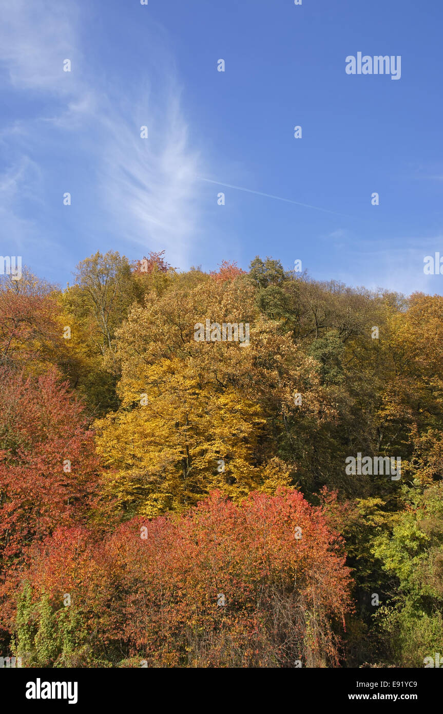 Autumn forest in front of blue sky Stock Photo - Alamy