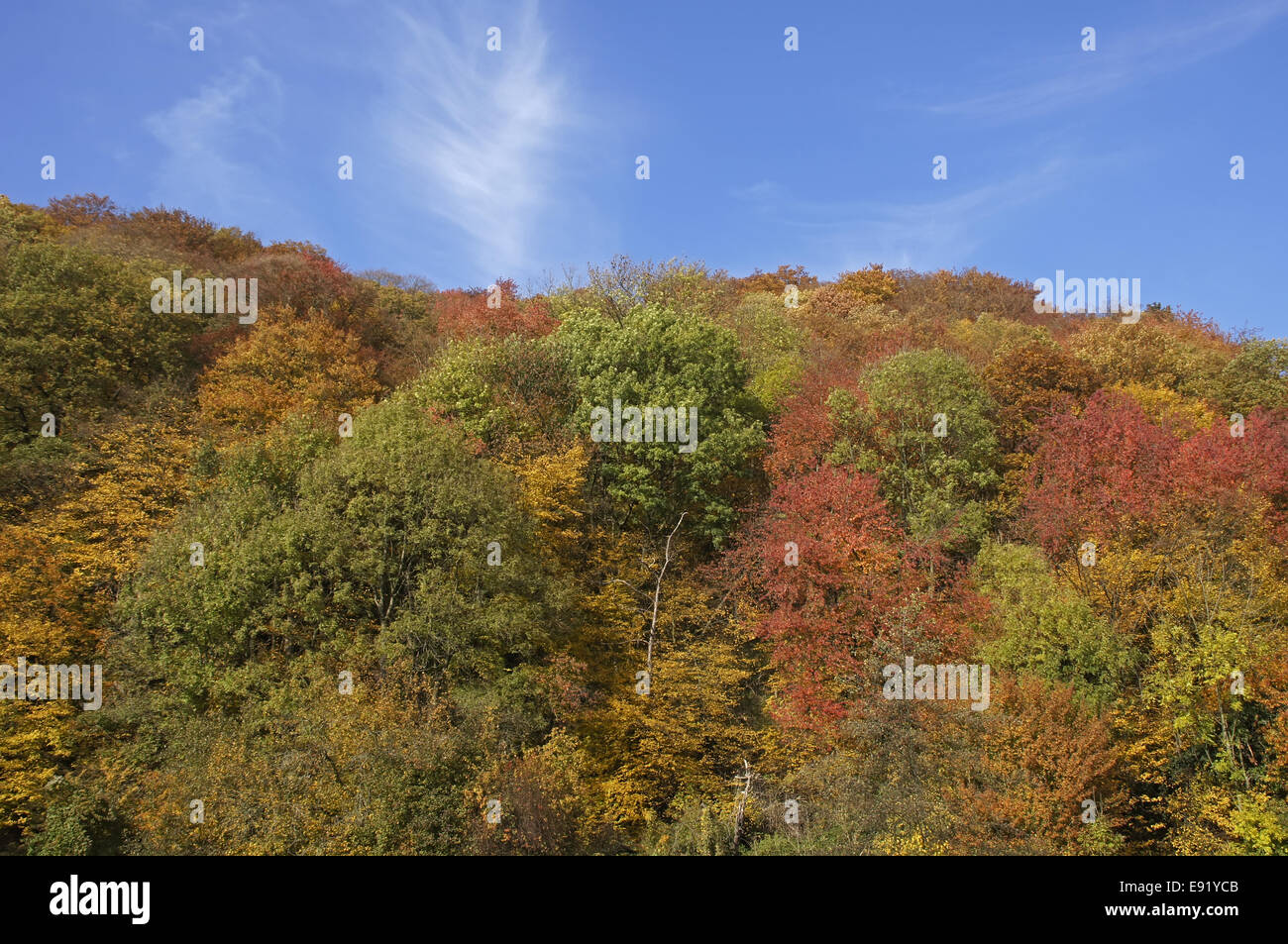 Autumn forest in front of blue sky Stock Photo - Alamy