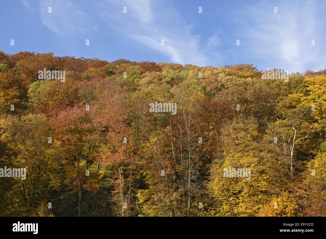 Autumn forest in front of blue sky Stock Photo - Alamy