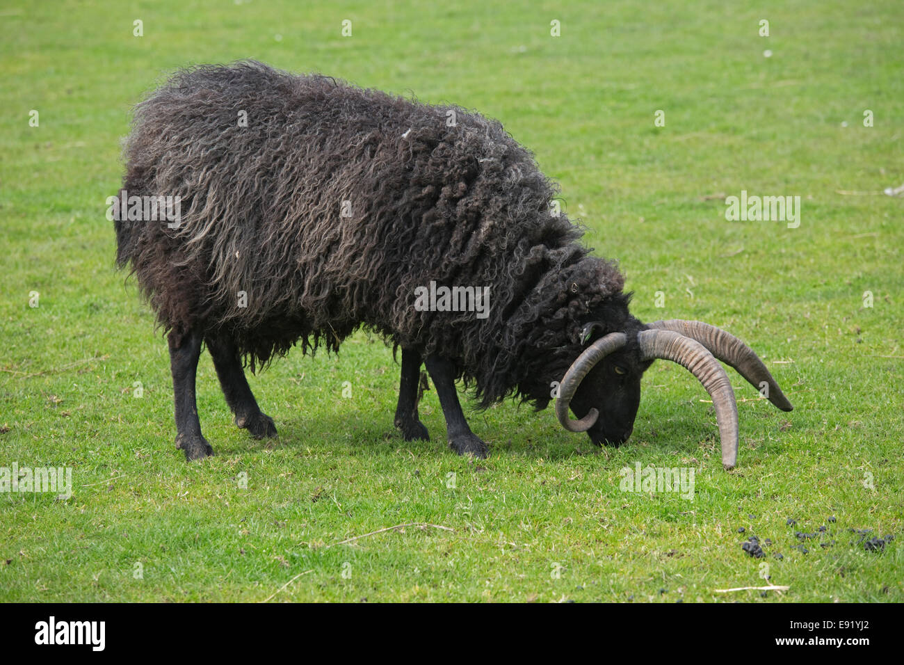 Single black Hebridean sheep grazing Scotland UK Stock Photo - Alamy