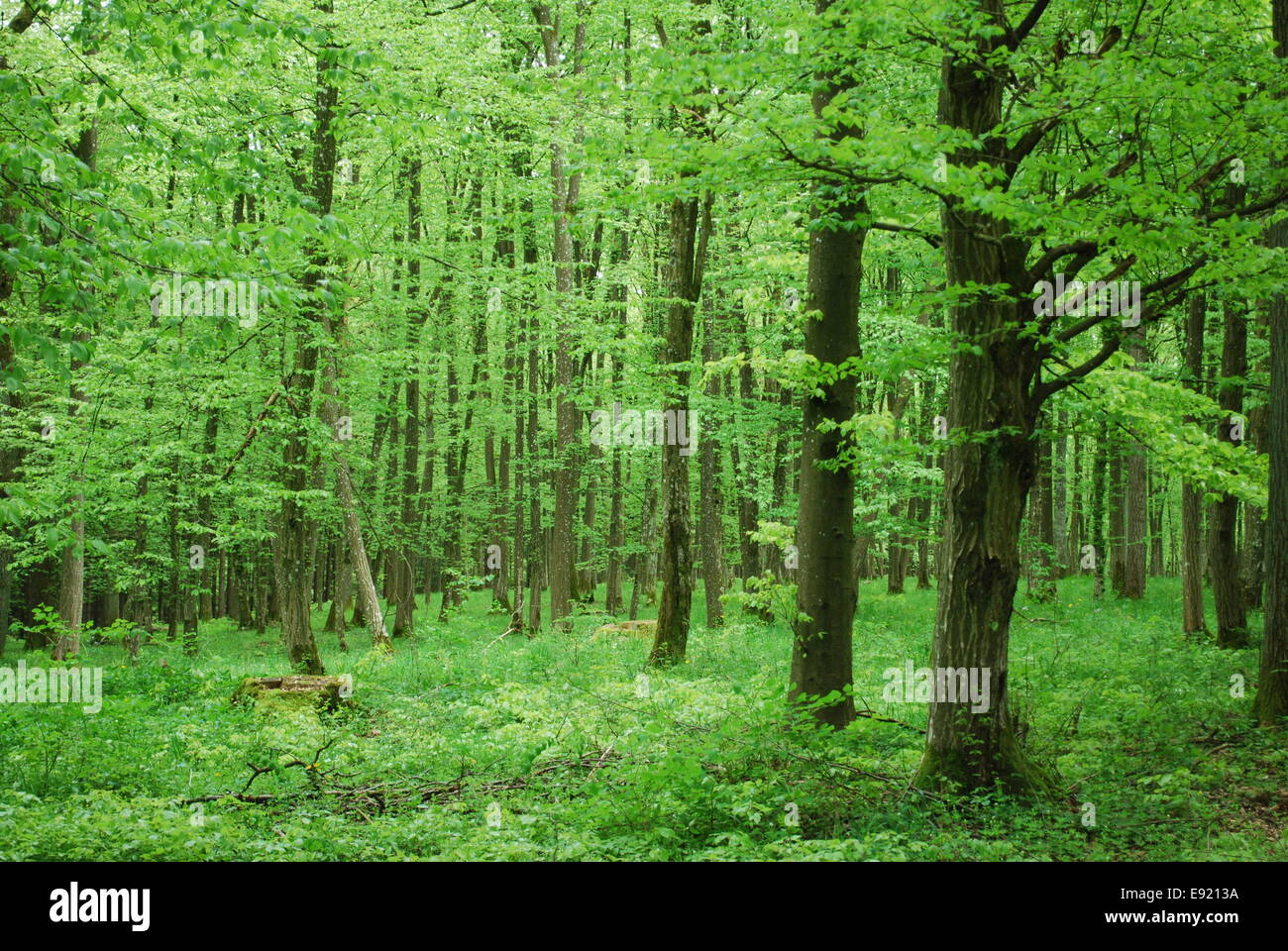 Beech grove hires stock photography and images Alamy