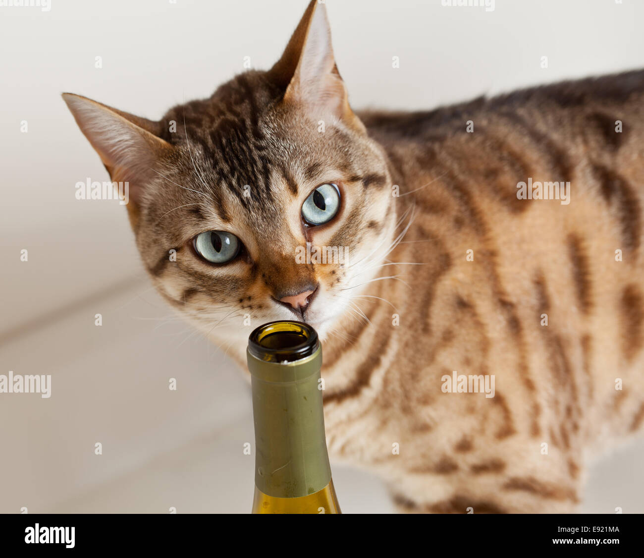 Cute kitten sniffing wine bottle Stock Photo