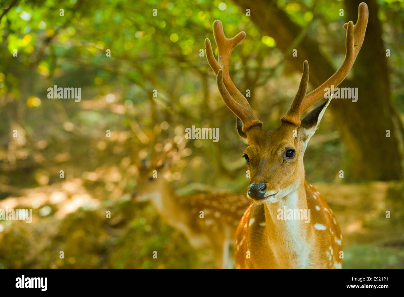 Formosan Sika Deer Forest H Stock Photo