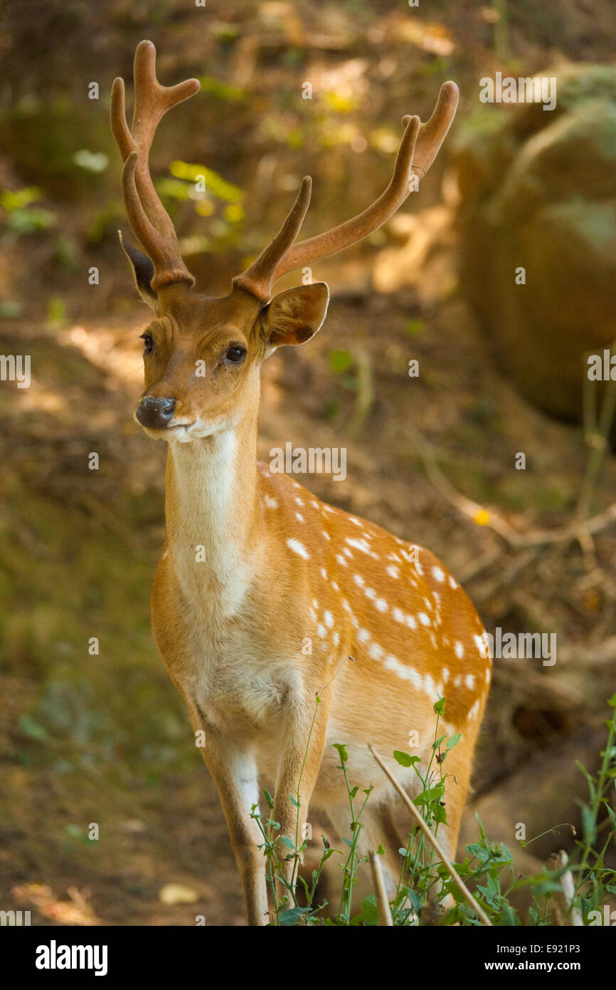 Formosan Sika Deer Forest V Stock Photo