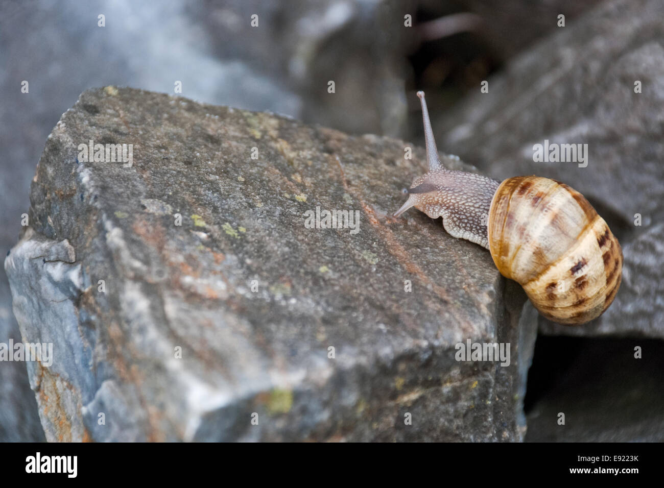 Snail strives itself off Stock Photo