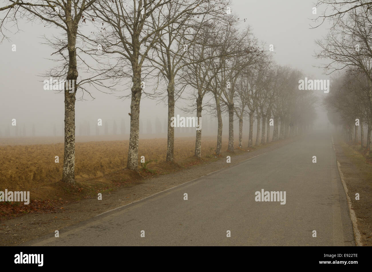 Misty pathway hi-res stock photography and images - Alamy