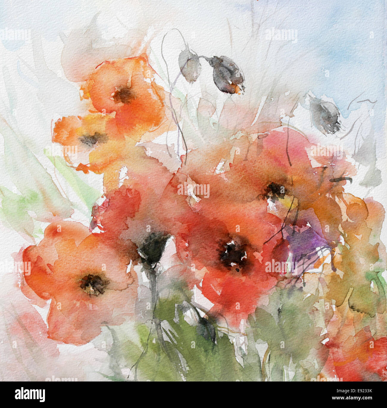 Poppies Watercolor High Resolution Stock Photography and Images - Alamy