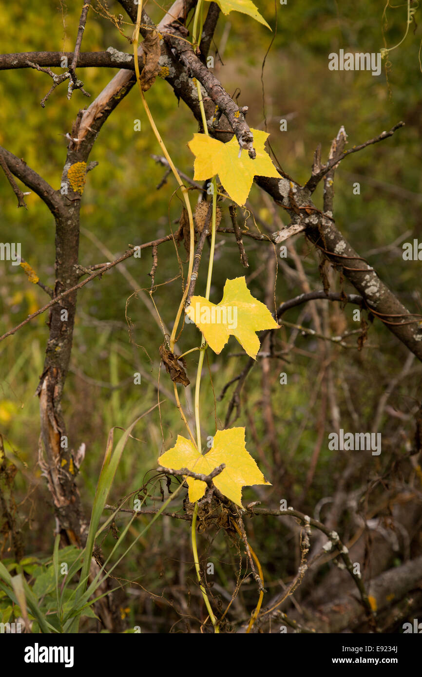 Old gold leaves hi-res stock photography and images - Alamy