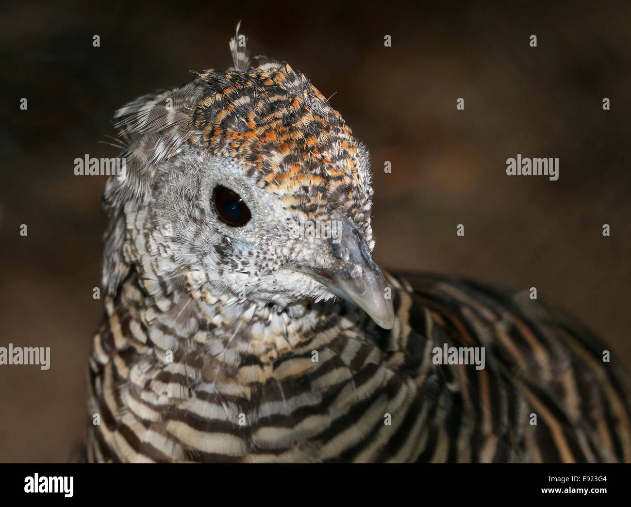Female Lady Amherst's pheasant (Chrysolophus amherstiae), close-up of the head, originally from Southern Asia Stock Photo
