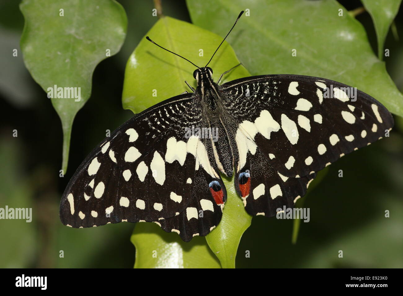 Chequered Swallowtail (Papilio demoleus) a.k.a. Lemon or Lime Swallowtail or Small Citrus Butterfly, posing on a leaf Stock Photo