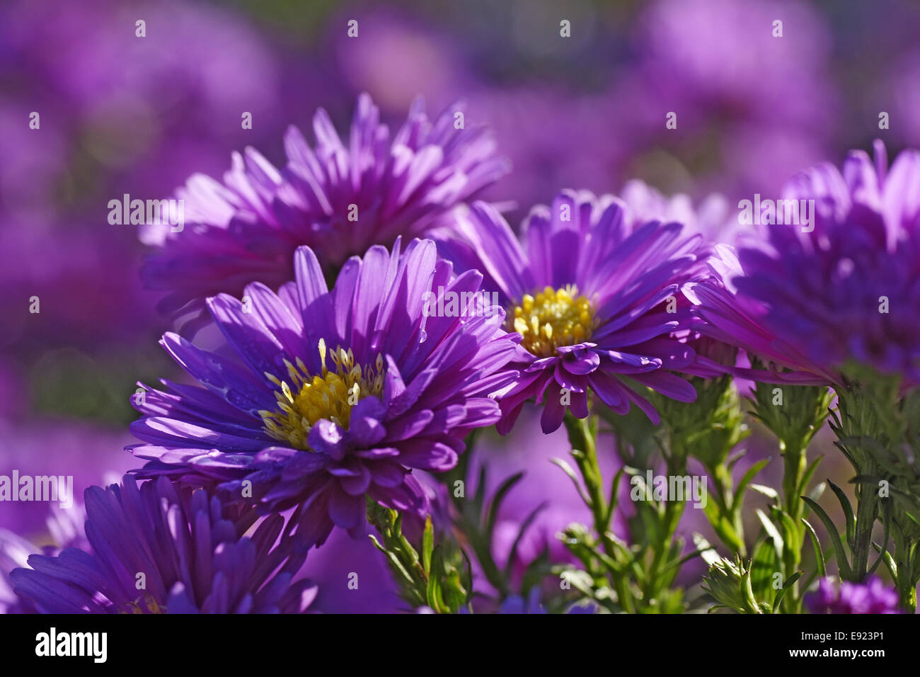 violet aster ericoides Stock Photo