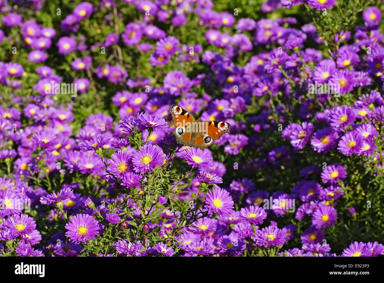 violet aster ericoides with butterfly Stock Photo