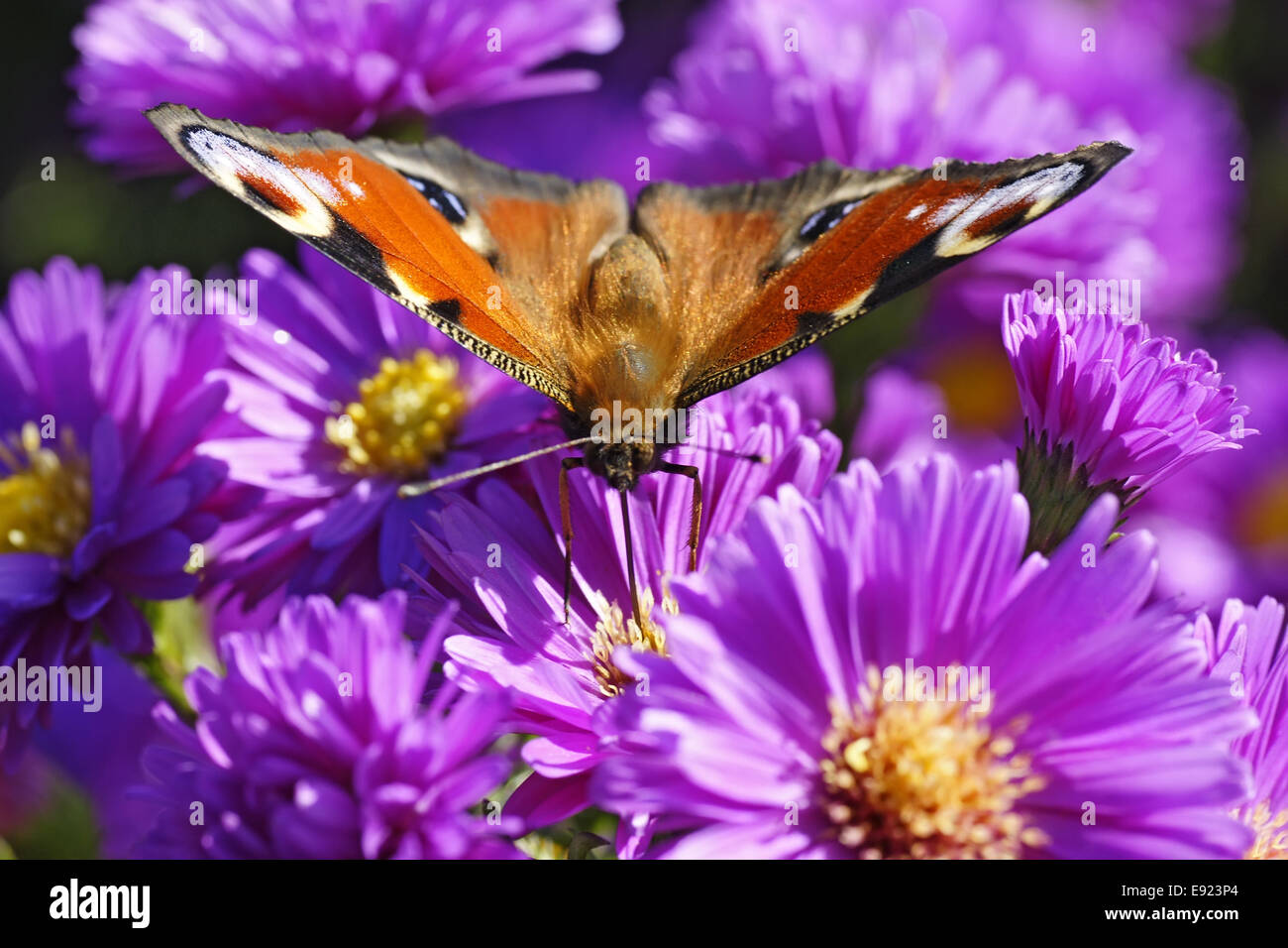 violet aster ericoides with butterfly Stock Photo