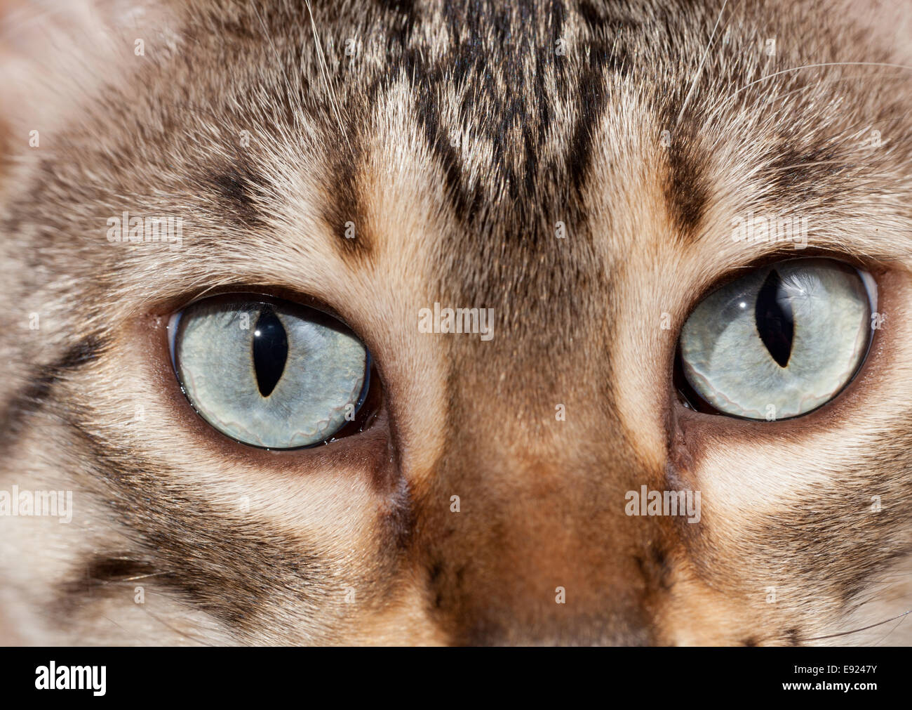 Bengal kitten eyes in macro close up Stock Photo