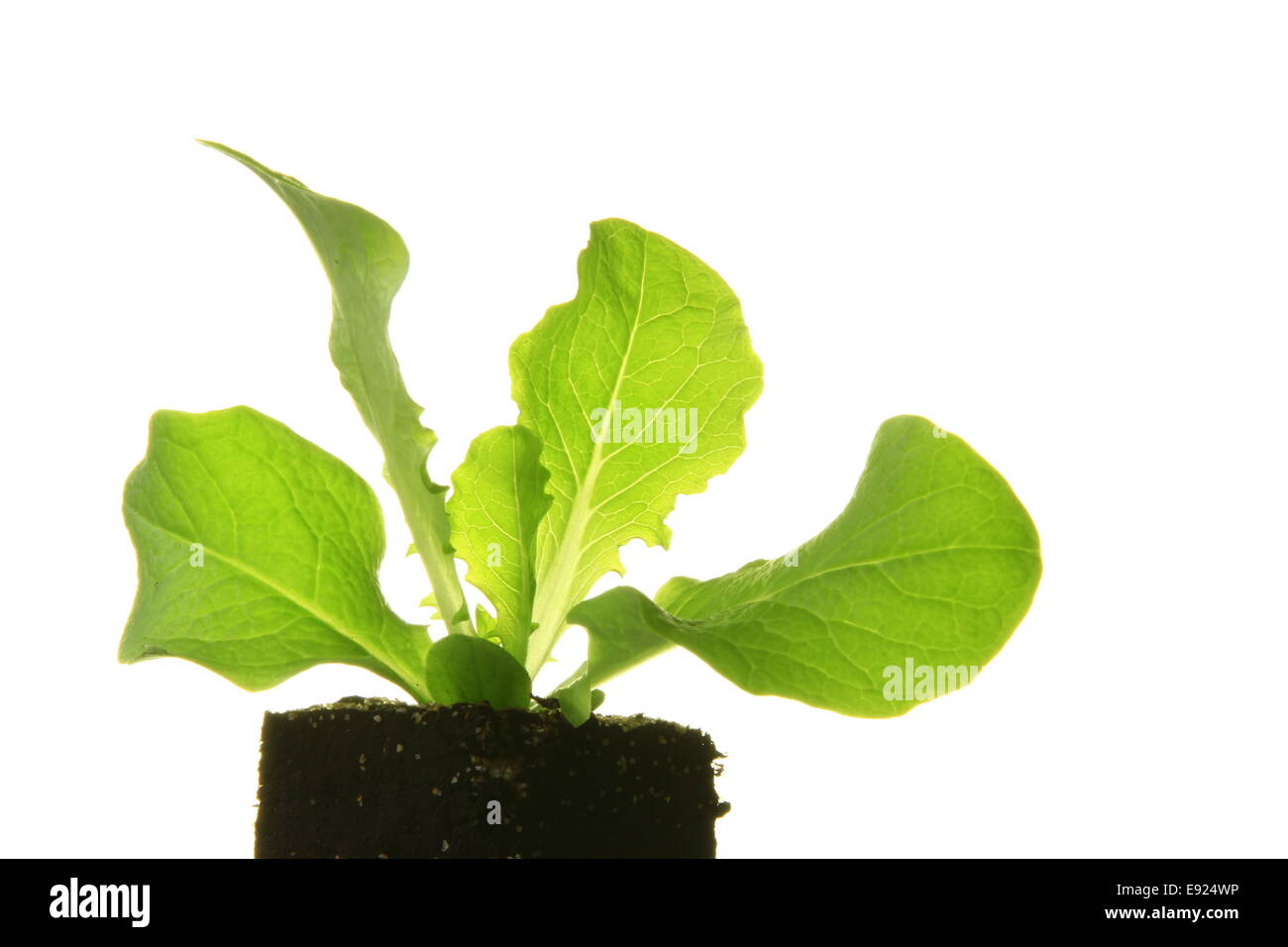 Lettuce seedling hires stock photography and images Alamy