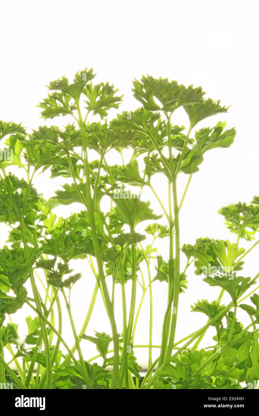 Parsley Stock Photo