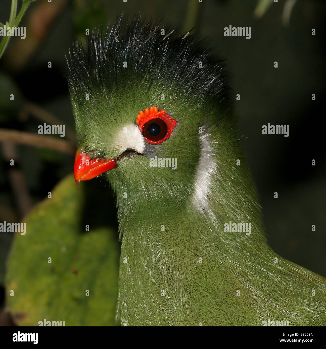 White-cheeked Turaco (Tauraco leucotis) detailed close-up of the head Stock Photo